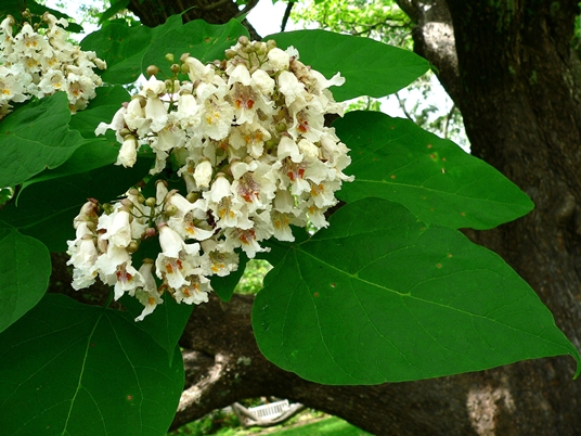 {Catalpa bignonioides}